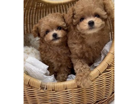 Özenle büyütülen toy poodle köpekler