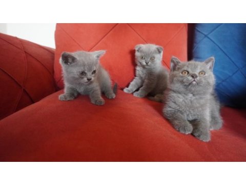 Safkan scottish fold yavrularımız