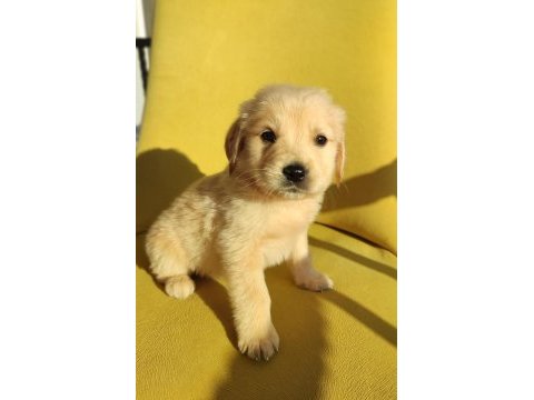 Golden retriever üst kalite bebek surat