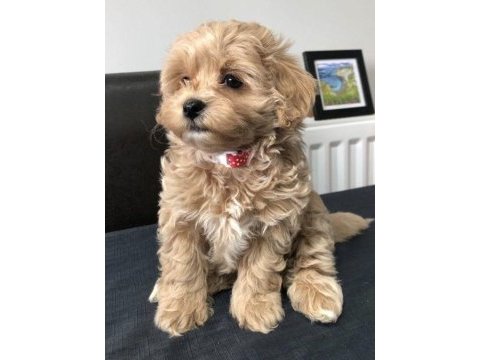 Gelip canlı görebileceğiniz maltipoo yavrular