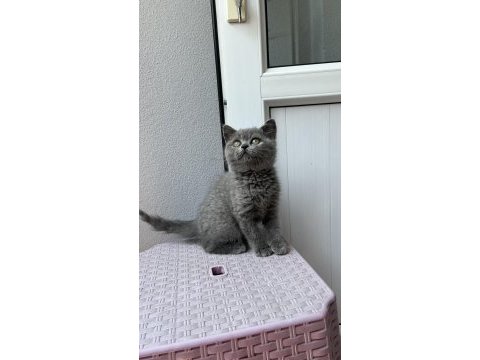 British shorthair