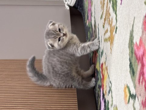 Annesi scottish blue point babası britishshorthair kedilerim
