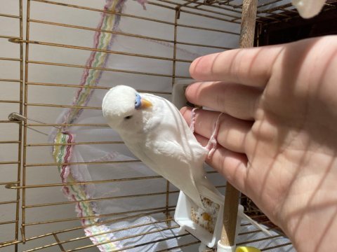 Erkek albino muhabbet eşe hazır