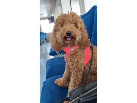 1 yaşında toy poodle eğitimli