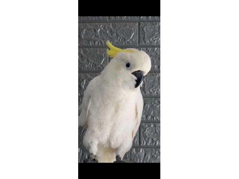 Full evcil kakadu papağanı