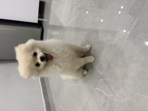 Ayı surat pomeranian