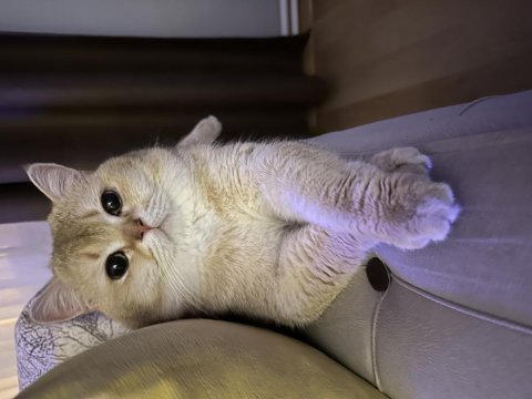 Safkan british shorthair bebeklerim