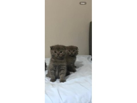 Sütten yeni düşmüş british shorthair yavrular