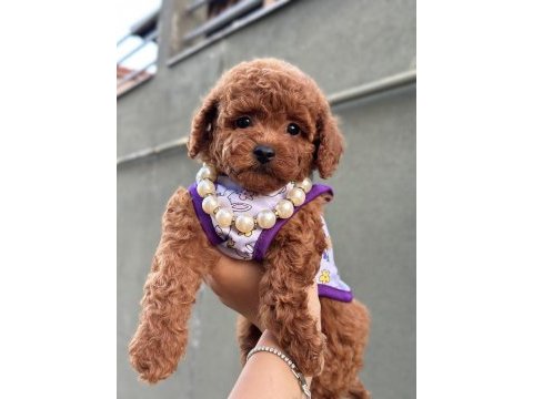 Orjinal toy poodle yavrular