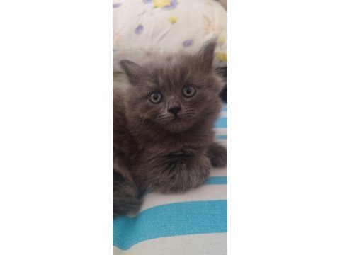 British longhair