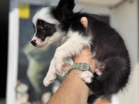 Ankarada safkan border collie yavrularımız