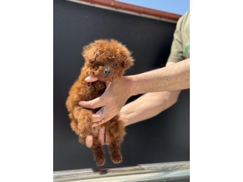 Petmode köpek çiftliğinden redbrown toy poodle