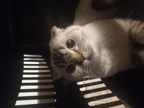 Kedimiz pamuk yeni yuvasını arıyor