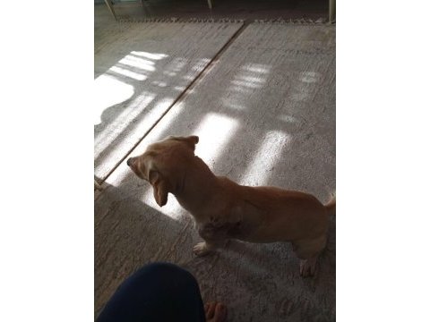 Ücretsiz melez büyümeyen köpeğimiz