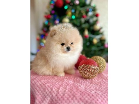 Ayı surat pomeranian yavrular