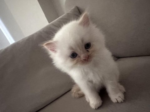 2 aylık british shorthair point blue yavrular