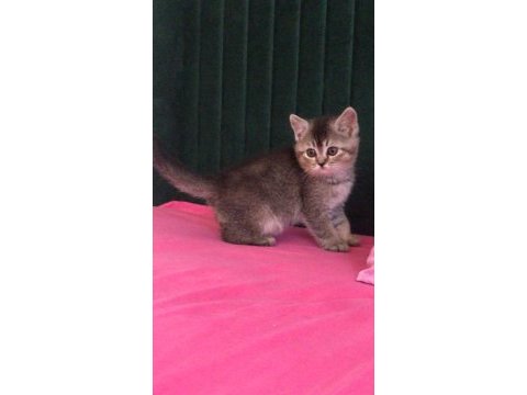 British shorthair dişi yavru
