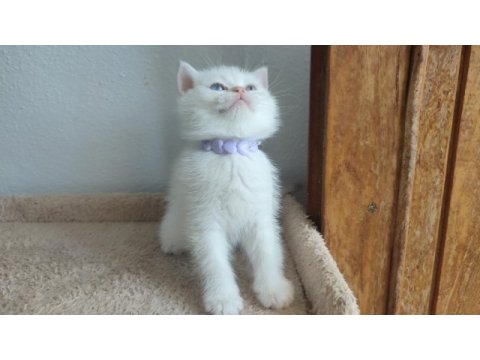 British shorthair yavru kediler