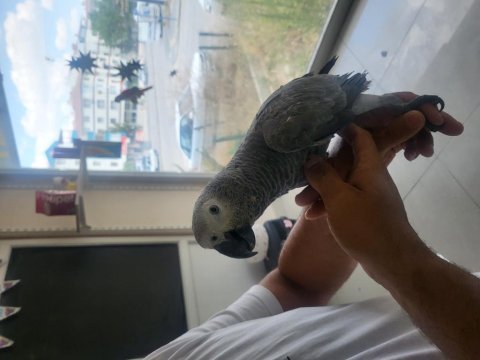 6 aylık bebek jako foktor