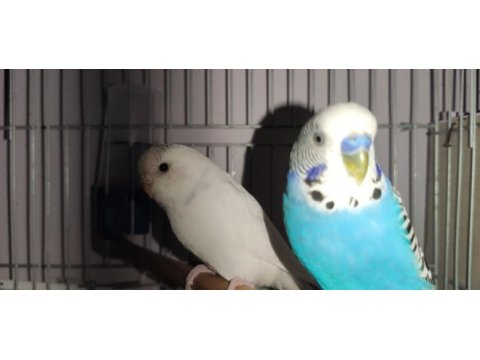 Sağlıklı cift muhabbet kuşları