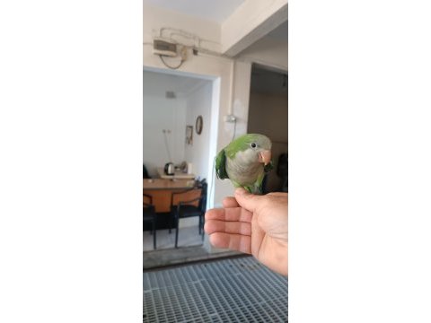 Bebek monk papağanı