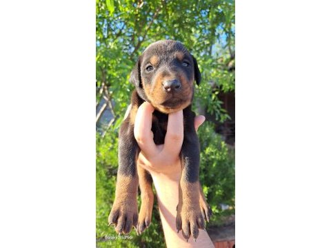 A kalite king doberman yavrular