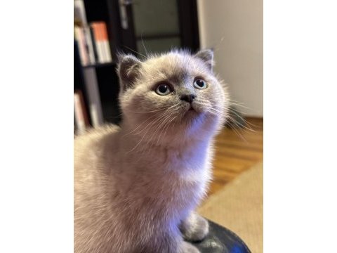 Blue point british shorthair