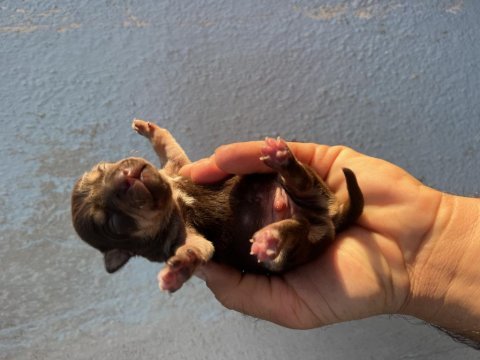 Pinscher köpekler