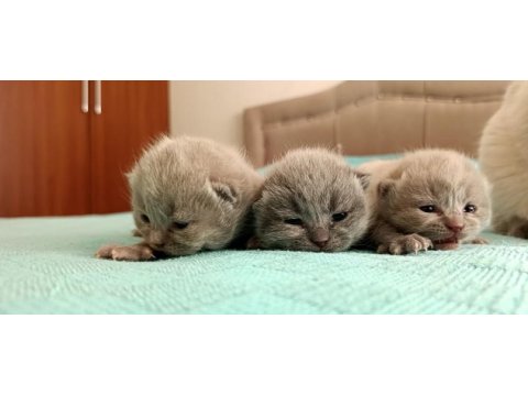 3 tane scottish fold kedimiz biri gri ikisi blue