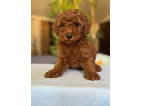 Show kalite toy poodle köpekler