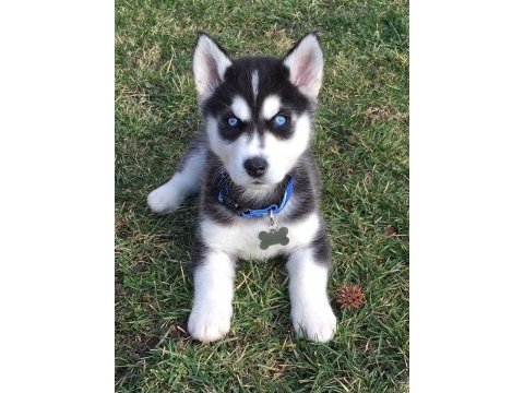 Efsane mavi gözlü husky yavrular