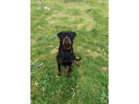 A kalite dişi rottweiler