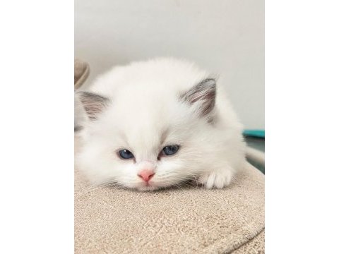 Bicolor ragdoll bebekler