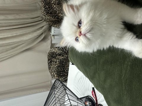 İki iran kedisi kızımız
