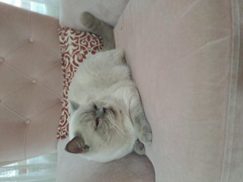 British shorthair blue point
