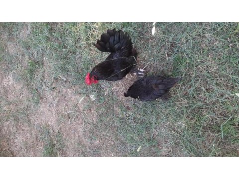 1 horoz 2 tavuk ispenc yani 1 takım ispenc