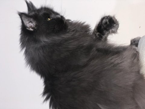 1 erkek ve 4 dişi yetişkin maine coon kedilerim