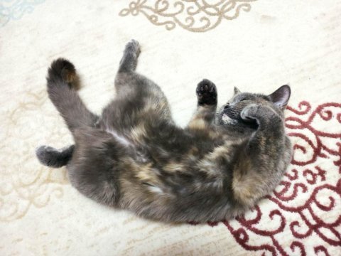 British shorthair miya kedimize ev arıyoruz