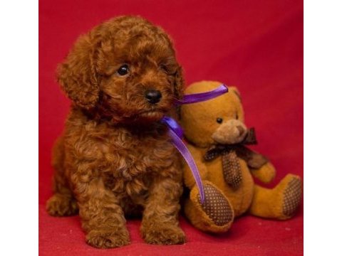 Irk garantili toy poodle yavruları