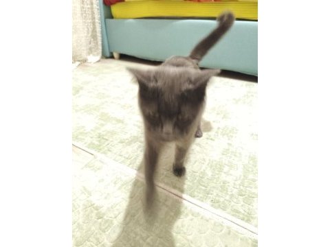 British shorthair annemiz 1 buçuk yaşında
