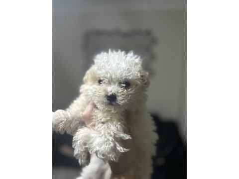 A kalite maltipoo yavrular