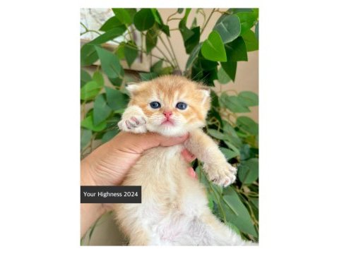 British shorthair yavrular