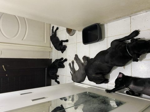 Şecereli cane corso iki buçuk aylık yavrularım