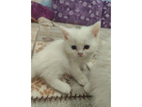 British shorthair kedisi