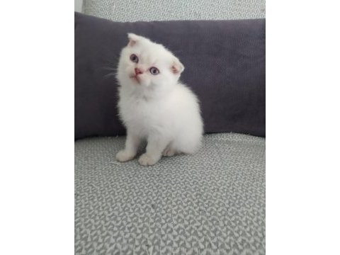 Blue point 50 günlük scottish fold