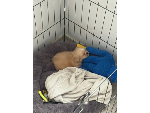 2 aylık erkek yavru pekinez köpeği