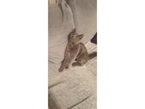 Oyuncu sevgi pıtırcığı 5 aylık kedimiz