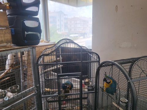 Bebek ara papağanı