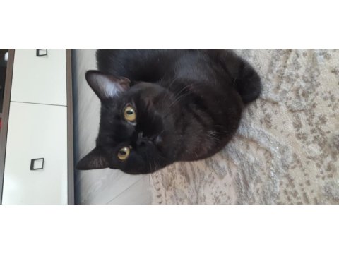 Nazlı ve naif siyah british shorthair kızımıza sıcak yuva