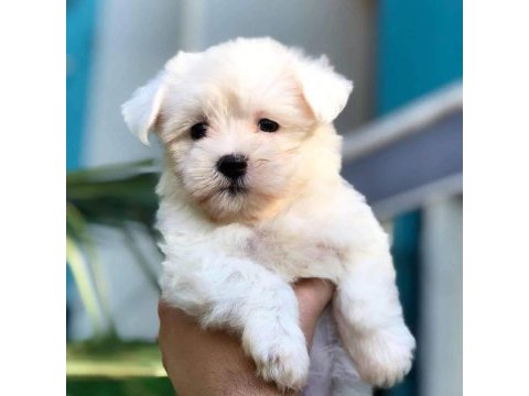 Maltese yavrularımız